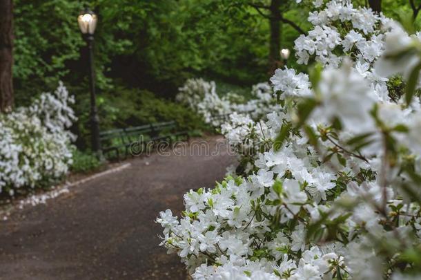 白色的栀子花采用中央的公园