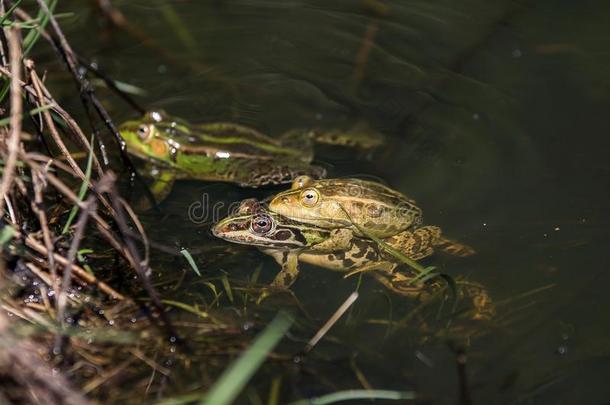 蛙采用一池塘