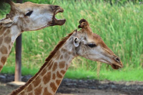 幸福的长颈鹿采用指已提到的人动物园