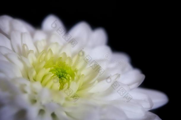 美丽的白色的菊花花向黑的背景