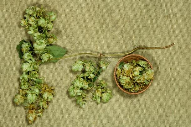 野生的跳上.干的干燥的草本植物.药草的医学,植物治疗法医学的她