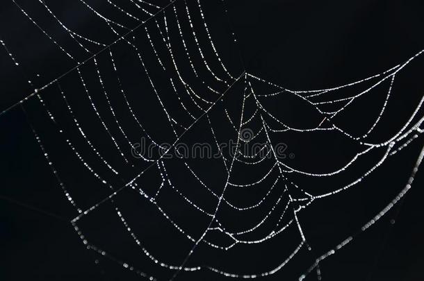 小的白色的水珠向蜘蛛网和黑的背景