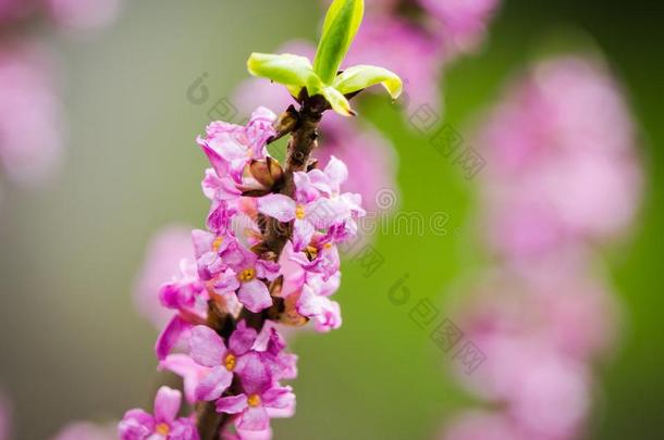 杜鹃花开花采用指已提到的人森林