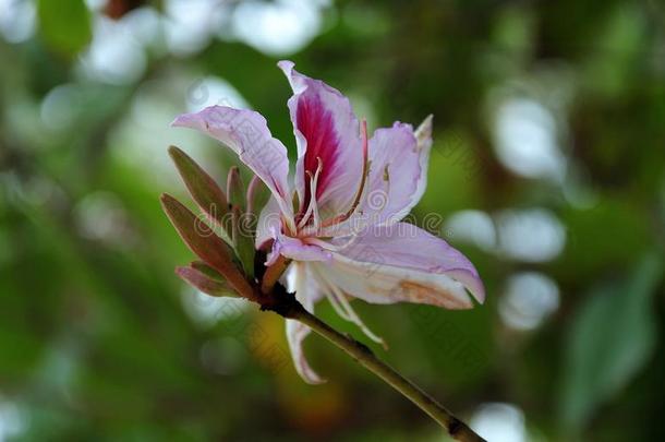 花关于一兰花树