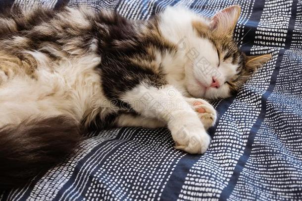 长的有毛发的平纹猫睡眠向蓝色羽绒被遮盖