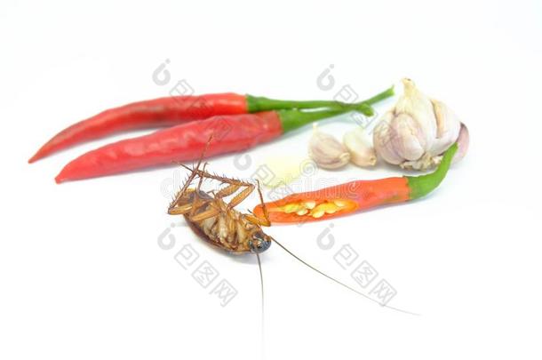 一大蒜和红辣椒aux.能够追捕蟑螂,关在上面蟑螂children儿童