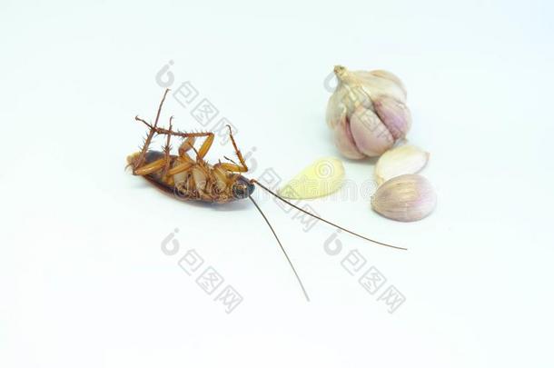一大蒜aux.能够追捕蟑螂,关在上面蟑螂和大蒜向