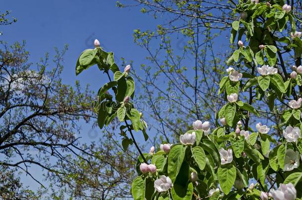 树枝和新鲜的花关于温柏-树花特写镜头采用花园