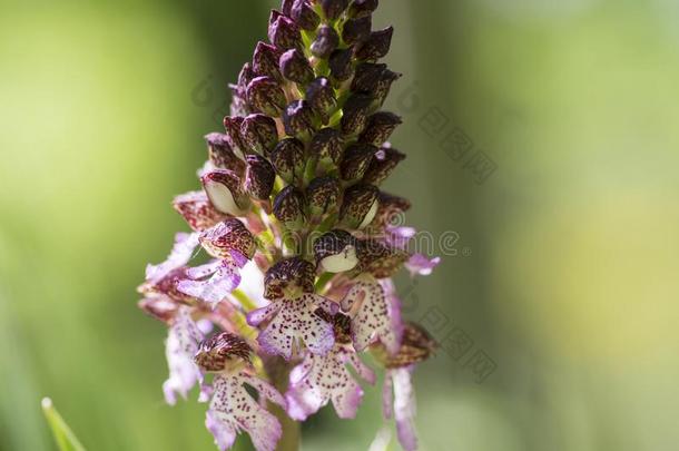 红门兰紫癜采用花,flower采用g美丽的紫色的野生的兰花