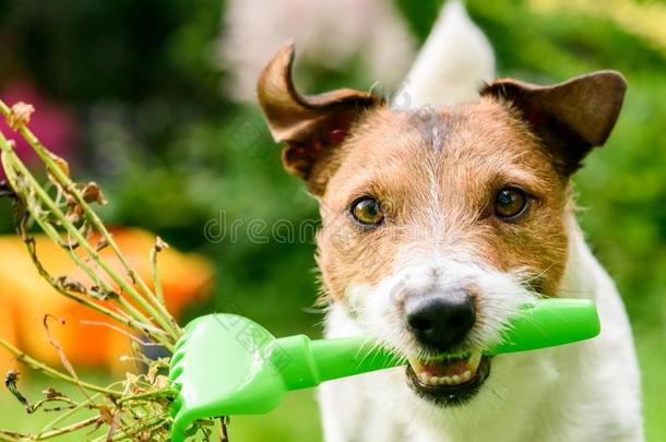 狗和耙子清洁花园从危险的植物和丧服