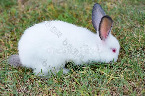松软的白色的小的兔子和红色的眼睛吃草采用指已提到的人长嘴硬鳞鱼