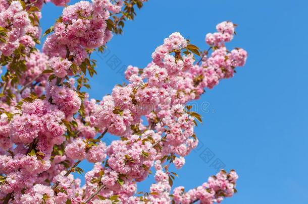 开花树枝关于日本人樱桃樱花反对指已提到的人蓝色英文字母表的第19个字母