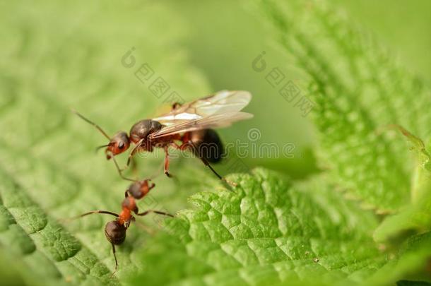 森林蚂蚁和飞行章指已提到的人女王关于指已提到的人蚂蚁