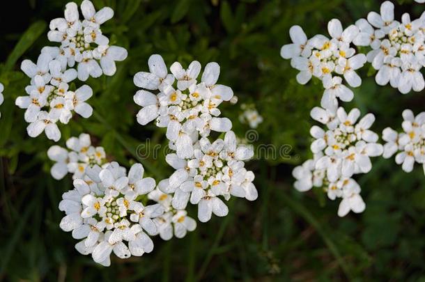 小的白色的花常绿植物花环骑屈曲花属植物森帕维伦