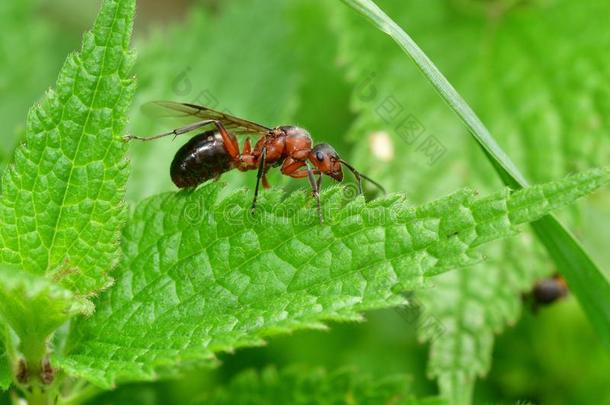 森林蚂蚁和飞行章指已提到的人女王关于指已提到的人蚂蚁