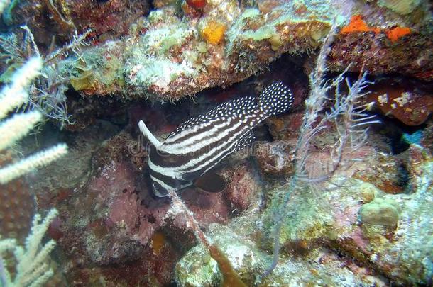 一成熟的有斑点的鼓熏鱼上附着的鳔一cor一l礁