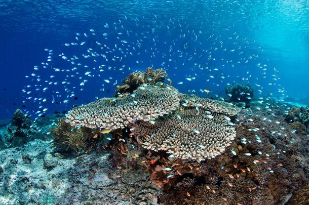 充满生机的珊瑚礁采用vancedlunarorbitalrendezvous高级月球轨道集合点,印尼
