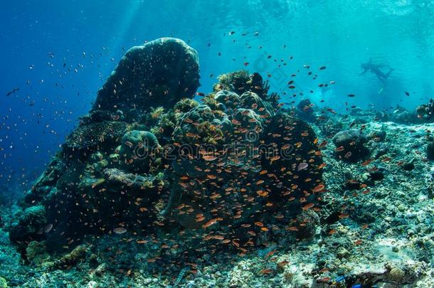 充满生机的珊瑚礁和<strong>潜水器</strong>采用vancedlunarorbitalrendezvous高级月球轨道集合点,印尼