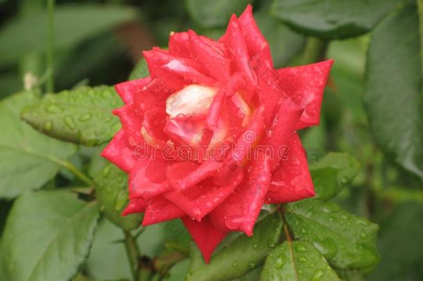 小的湿的红色的玫瑰