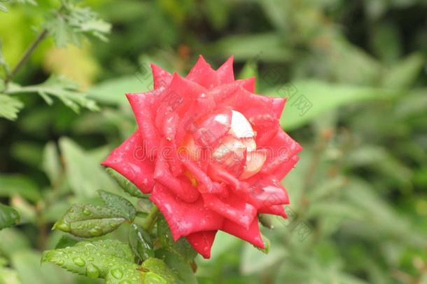 小的湿的红色的玫瑰