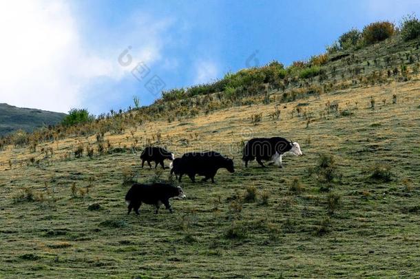 牦牛在若尔盖草原,甘肃,中国