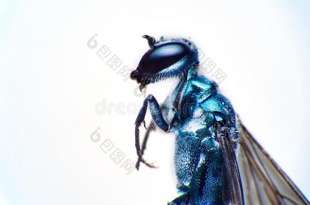 切里亚纳黄蜂或黄蜂-巧于模仿的人盘旋飞行隔离的向白色的背景