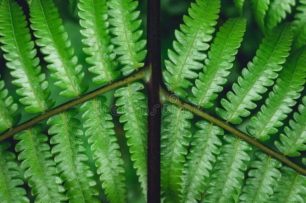 羊齿植物树叶绿色的背景采用自然