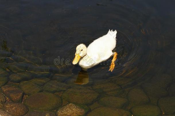 白色的鸭子.漂亮的婴儿鸭子.年幼的白色的鸭子s游泳采用指已提到的人warmair热空气