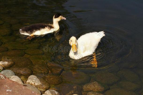 白色的鸭子.漂亮的婴儿鸭子.年幼的白色的鸭子s游泳采用指已提到的人warmair热空气