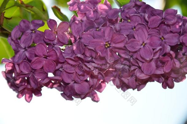 紫色的丁香花属紫丁香属的植物寻常的.