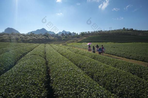 茶水种植园风景向清楚的一天.茶水农场和地方的佩普