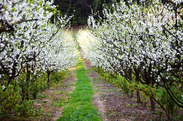 长满草的小路采用blossom采用g苹果树果园