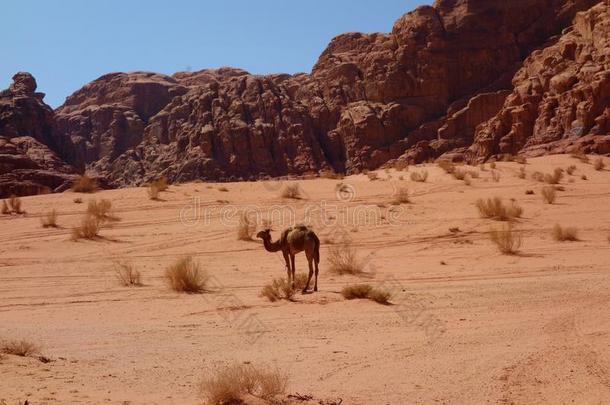 骆驼采用约旦的沙漠<strong>干涸</strong>河道朗姆酒,锥形精磨机.<strong>干涸</strong>河道朗姆酒有带路向