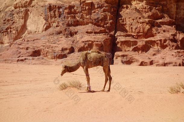 骆驼采用约旦的沙漠干涸河道朗姆酒,锥形精磨机.干涸河道朗姆酒有带路向