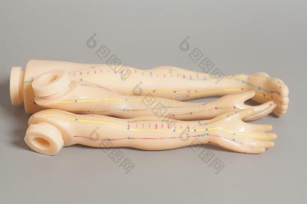 医学的针<strong>灸</strong>模型关于人身体部木头支架和h和s
