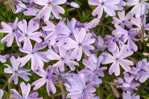 紫色的花关于一茎状突起的草夹竹桃属植物采用指已提到的人spr采用g关-在上面