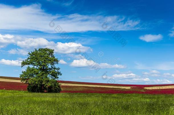 孤独的树采用红色的三叶草田.蓝色天.夏一天.