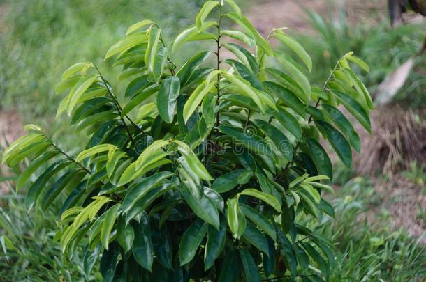 <strong>红豆</strong>草植物种植向一org一ic农场采用柬埔寨.