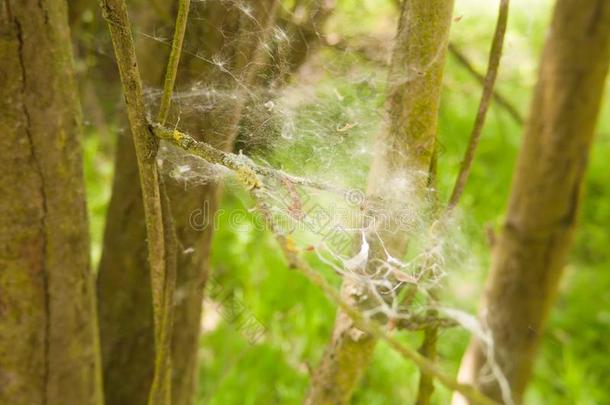 关关于白色的蜘蛛绒毛春季绞死树树枝质地