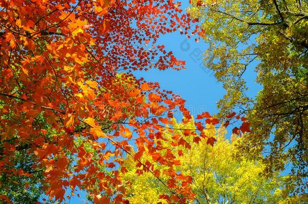富有色彩的秋树叶