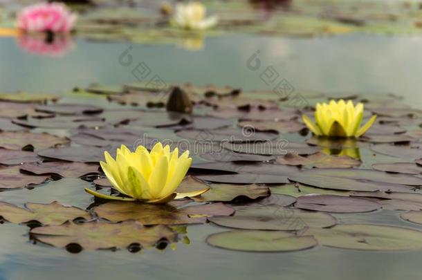 黄色的和粉红色的莲花花向指已提到的人湖