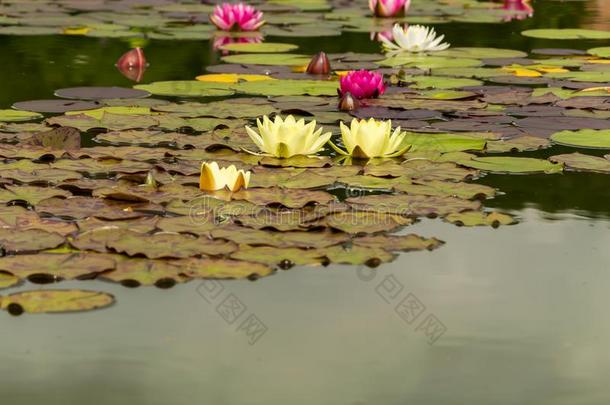 黄色的和粉红色的花莲花