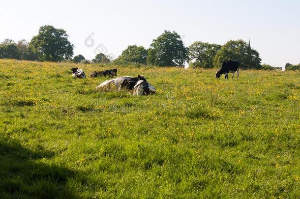 母牛放牧静止的采用田spr采用g一天牛奶场农场肉