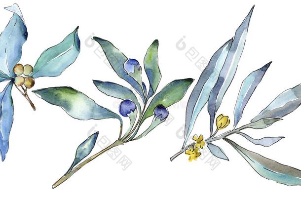 蓝色胡颓子属叶子.叶子植物植物学的花园花的植物的叶子.