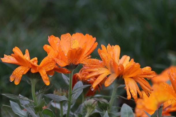 雨落下向桔子万寿<strong>菊花瓣</strong>