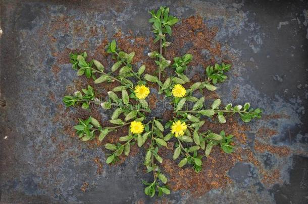 自然的植物曼荼<strong>罗平</strong>的放置安排使关于花和英语字母表的第12个字母