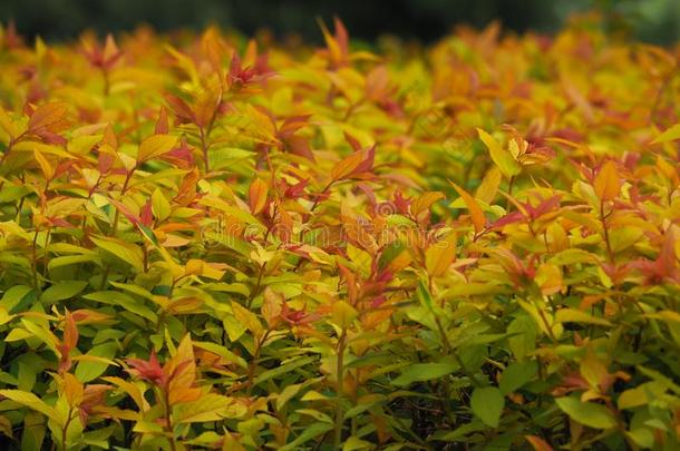 绣线菊类的植物日本产植物`金色火焰`