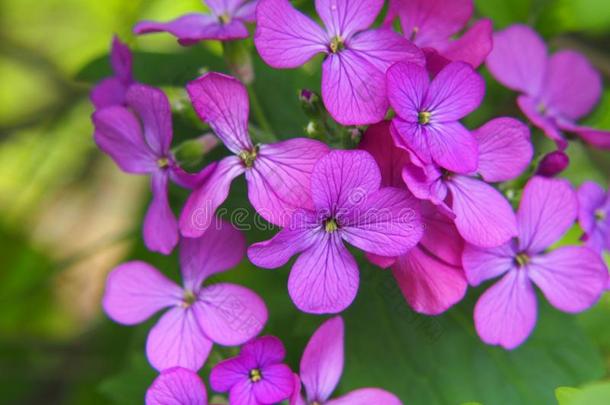 月经一年生<strong>草本</strong>植物-一年生<strong>草本</strong>植物l诚实