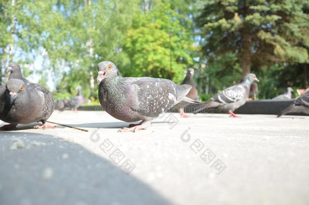 照片关于一飞行的兽群关于鸽子采用伊热夫斯克