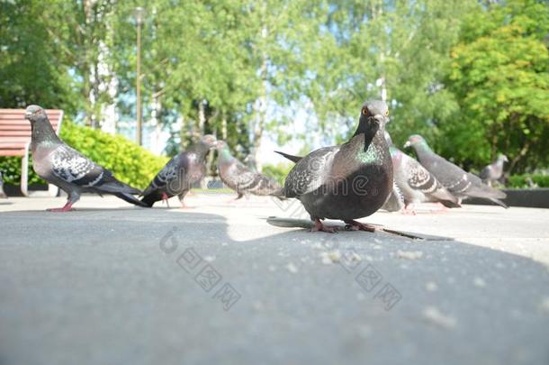 照片关于一飞行的兽群关于鸽子采用伊热夫斯克